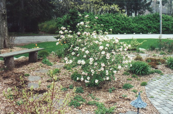 Plant photo of: Viburnum X burkwoodii 'Anne Russell'