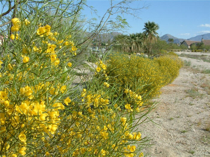 Plant photo of: Senna artemisioides