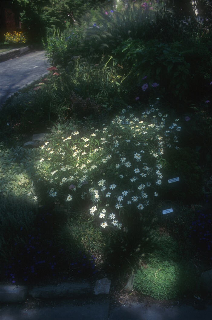 Plant photo of: Zinnia angustifolia