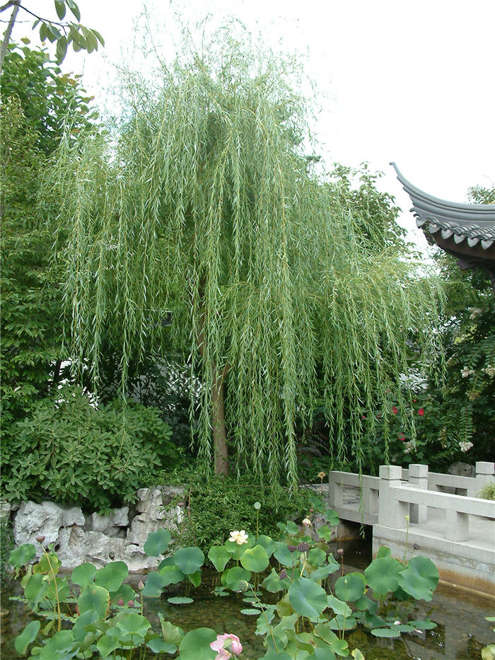 Plant photo of: Salix babylonica