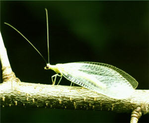 lacewing