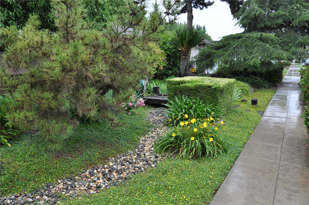 Groundcover with Yellow Flowers