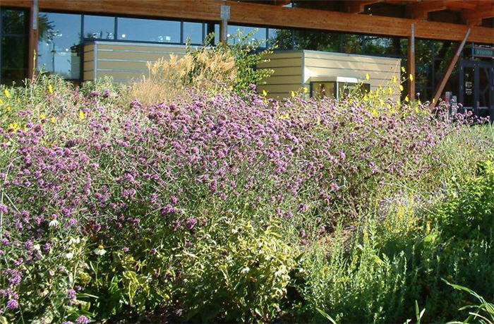 Verbena bonariensis