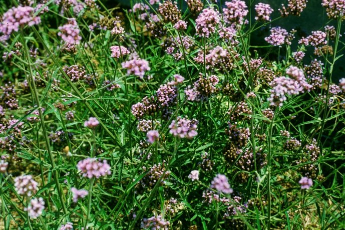 Plant photo of: Verbena bonariensis