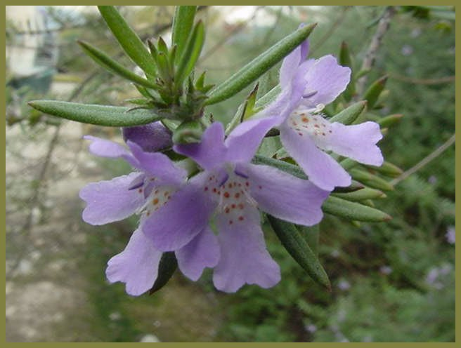 Westringia 'Wynyabbie Gem'