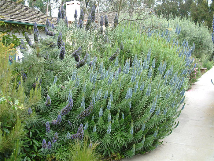 Plant photo of: Echium candicans