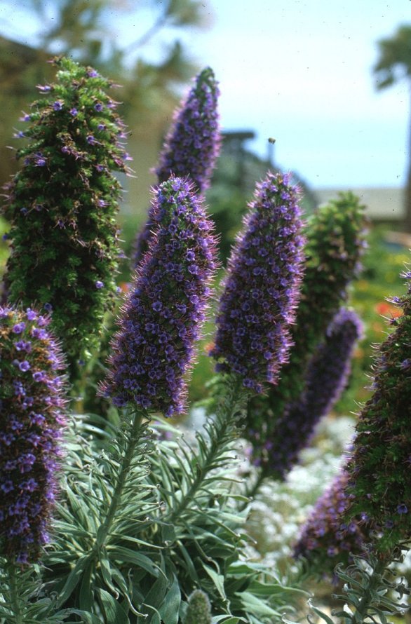 Plant photo of: Echium candicans
