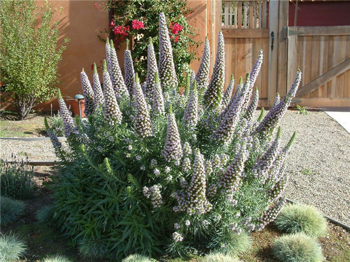 Plant photo of: Echium candicans