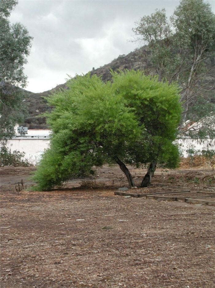 Acacia longifolia