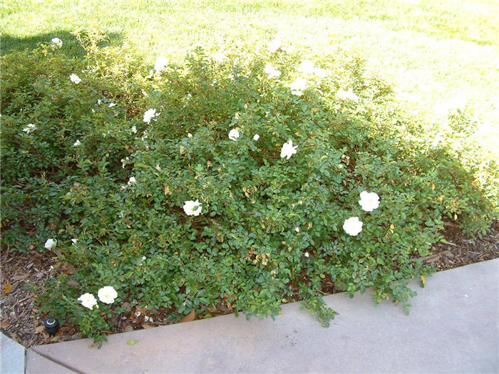 Plant photo of: Rosa species