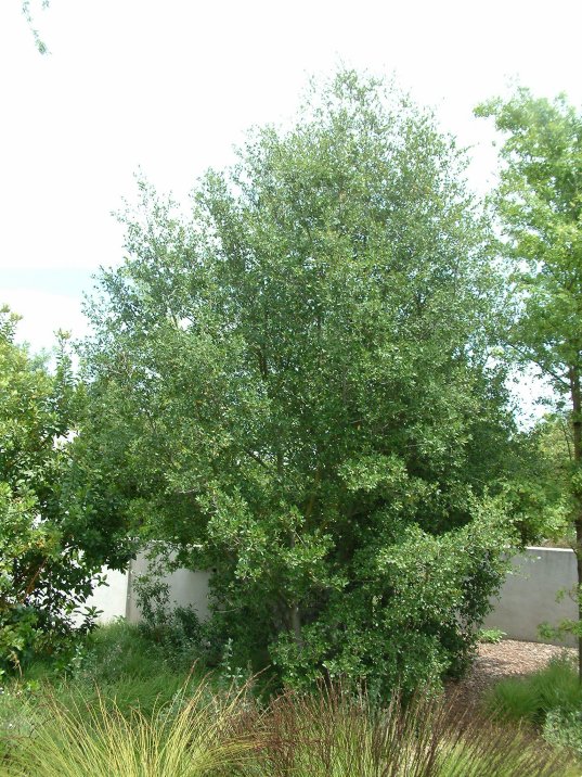 Quercus wislizenii