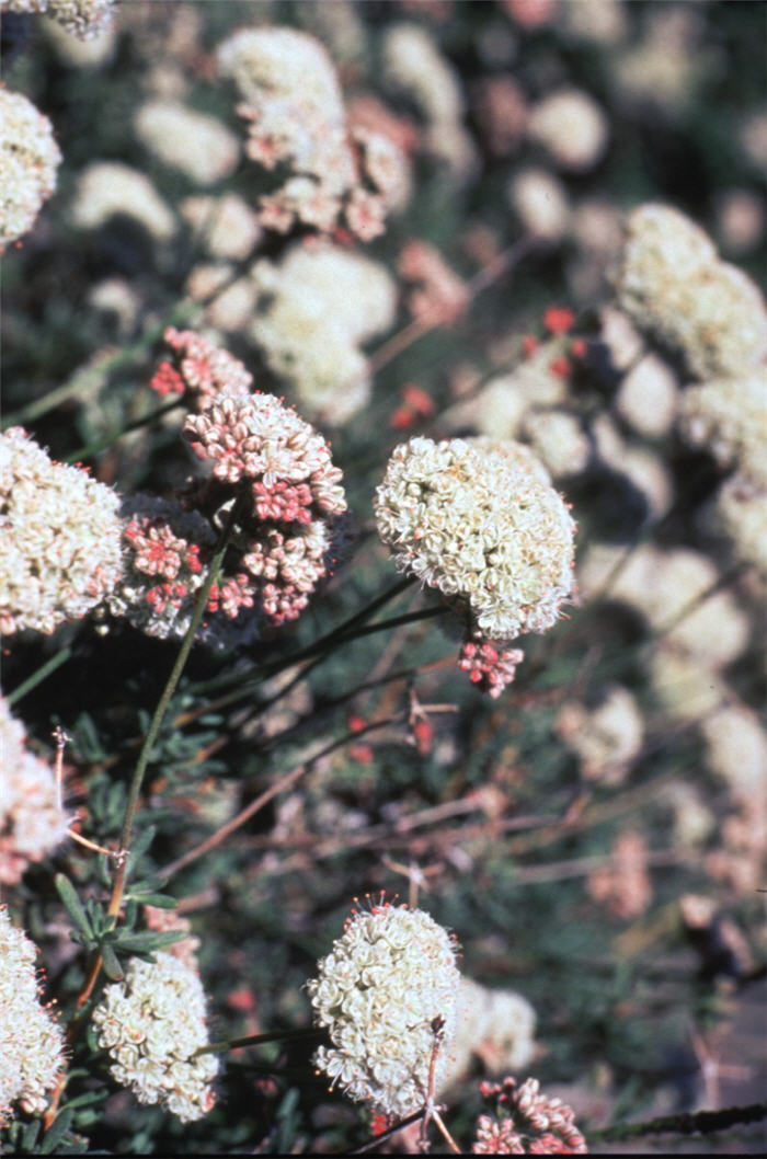 Plant photo of: Eriogonum fasciculatum v. poliofolium