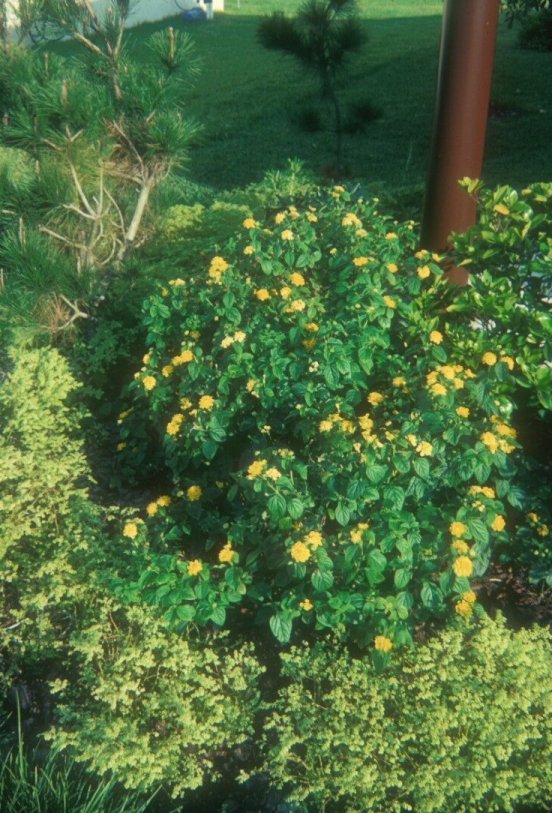 Lantana 'Lemon Swirl'