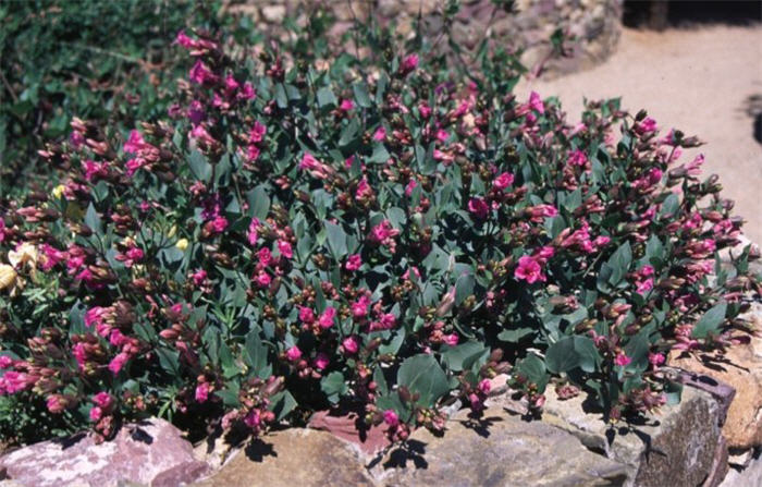 Mirabilis multiflora