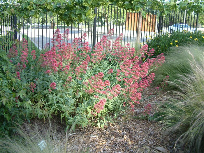 Plant photo of: Centranthus ruber