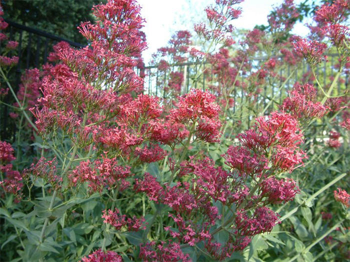 Plant photo of: Centranthus ruber