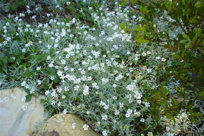 Cerastium tomentosum