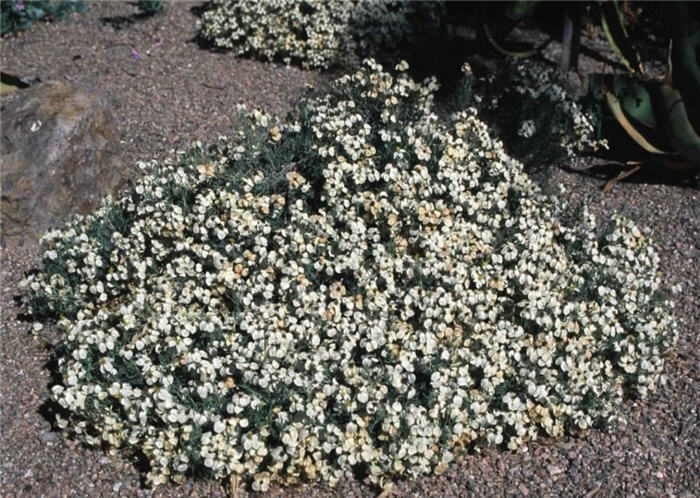 Zinnia acerosa