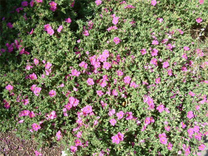 Plant photo of: Cistus 'Sunset'