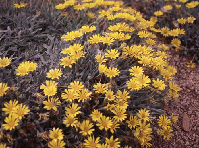 Plant photo of: Gazania rigens leucolaena