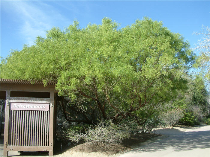 Plant photo of: Prosopis glandulosa