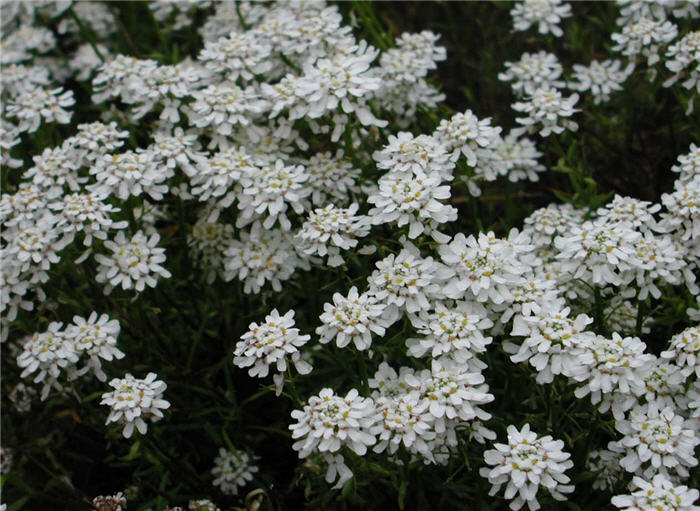 Evergreen Candytuft