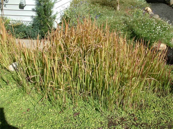 Japanese Blood Grass