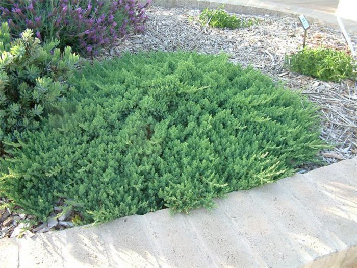 Juniperus rigida conferta 'Blue Pacific'