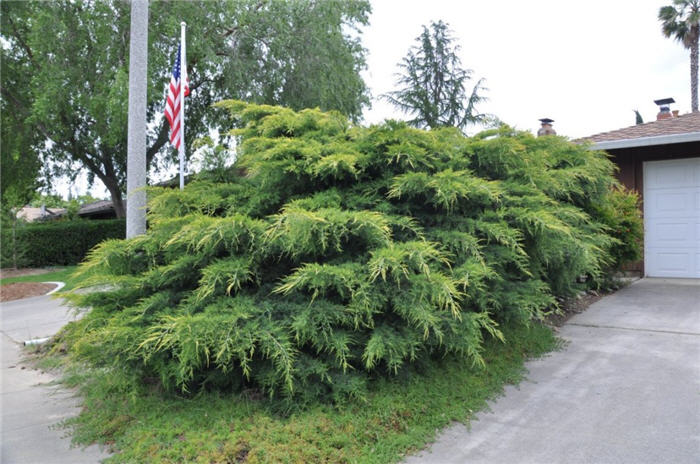 Juniperus X pfitzeriana 'Aurea'