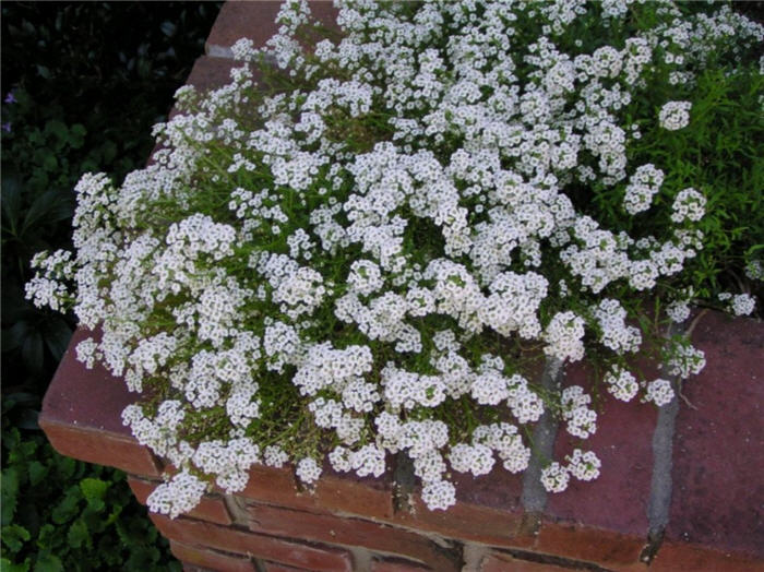 Plant photo of: Lobularia maritima