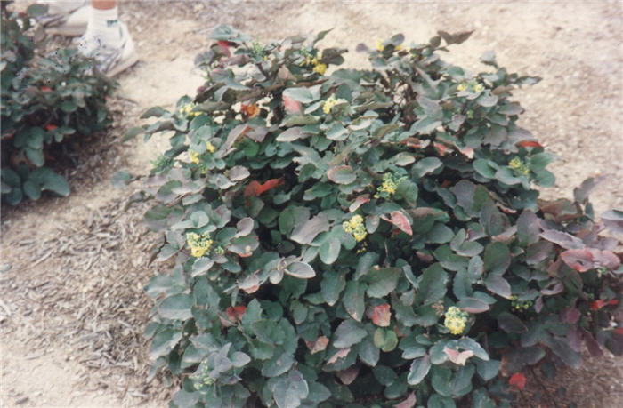 Berberis repens