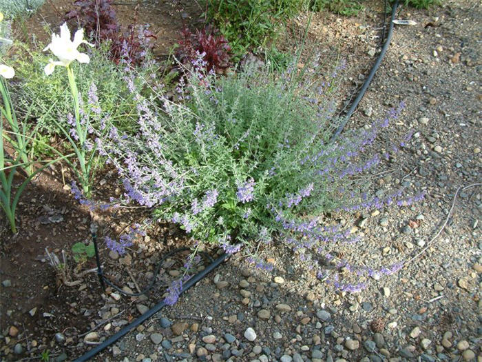 Plant photo of: Nepeta X faassenii