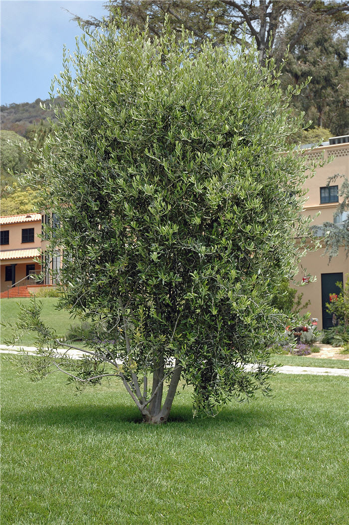 Plant photo of: Olea europaea 'Swan Hill'