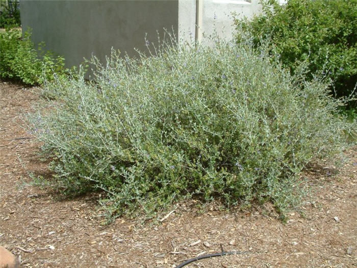 Azure Bush Germander