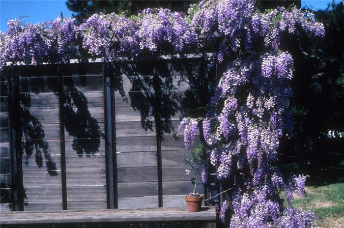 Plant photo of: Wisteria sinensis 'Cooke's Special'