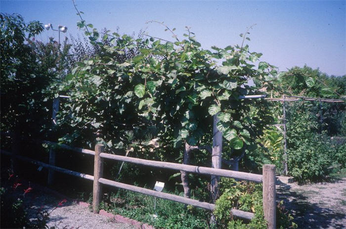 Actinidia deliciosa