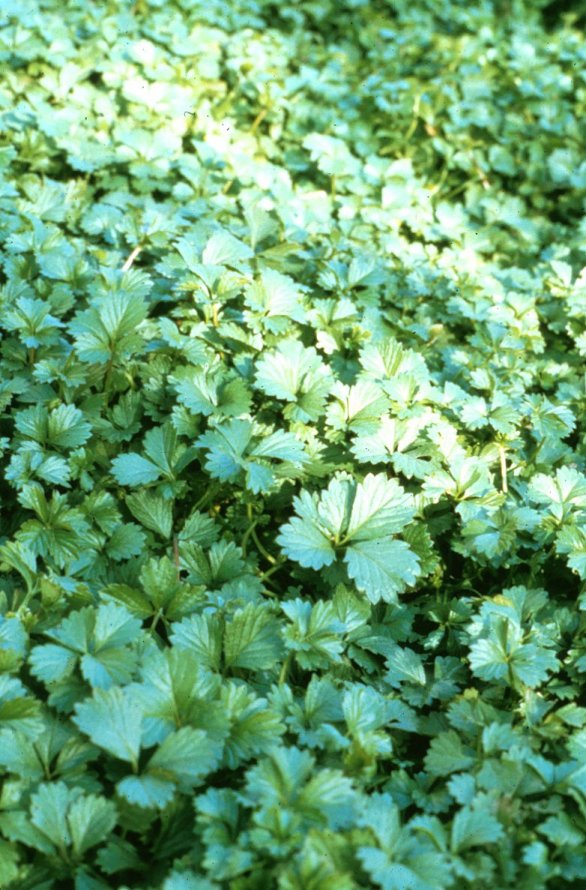 Plant photo of: Potentilla neumanniana