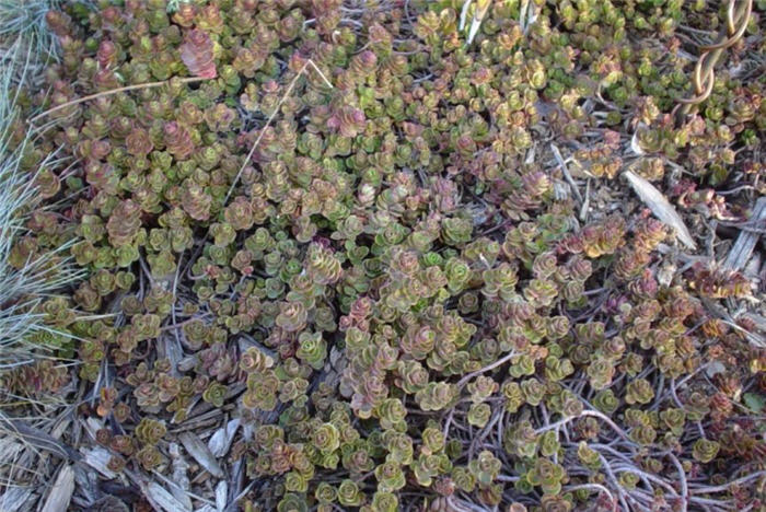 Sedum spurium