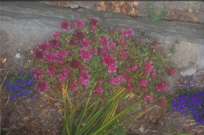 Plant photo of: Sedum spurium