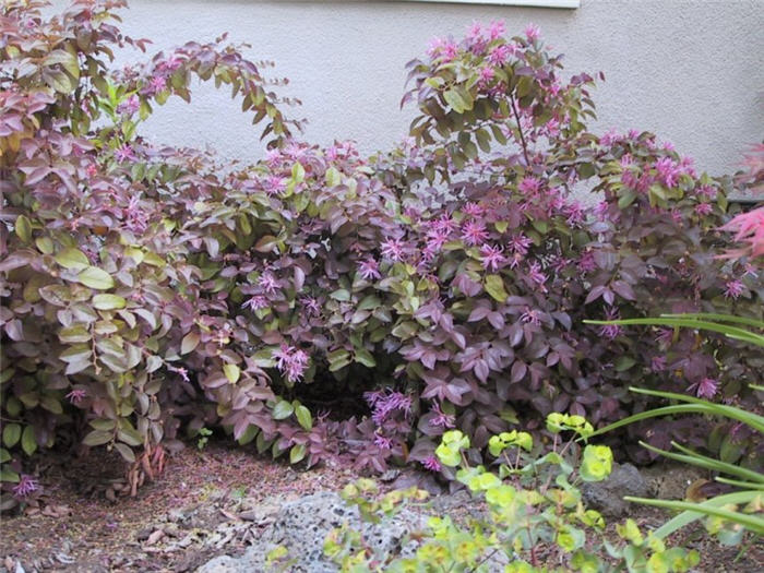 Loropetalum chinense 'Rubrum' cvs.