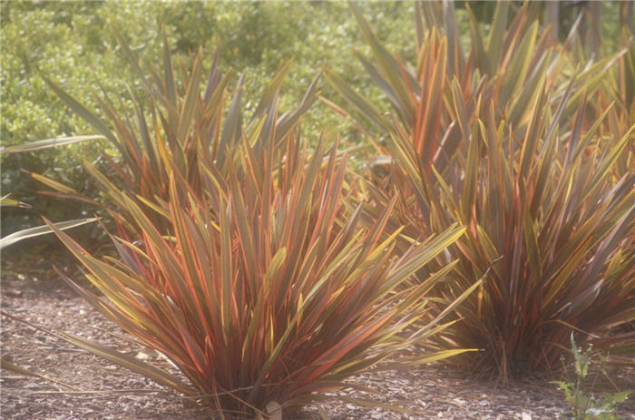 Phormium 'Rainbow Warrior'