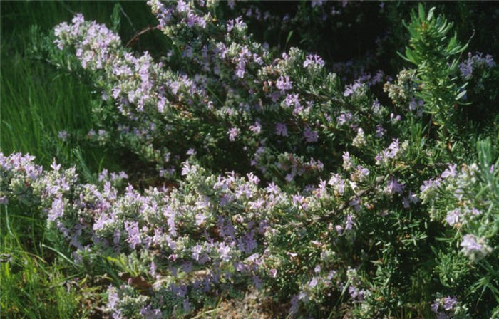 Rosmarinus officinalis 'Majorca  Pink'