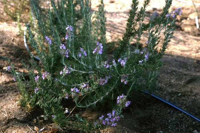 Romarin à fleurs roses, Rosmarinus officinalis 'Majorca Pink'.