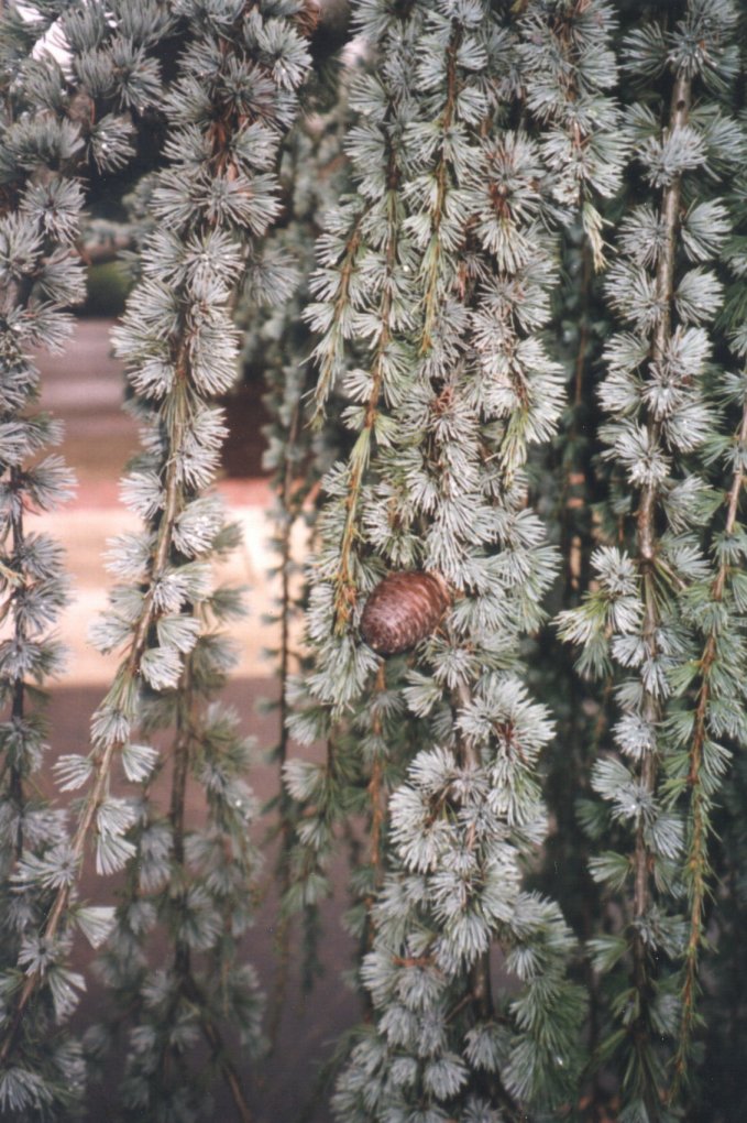 Cedrus atlantica