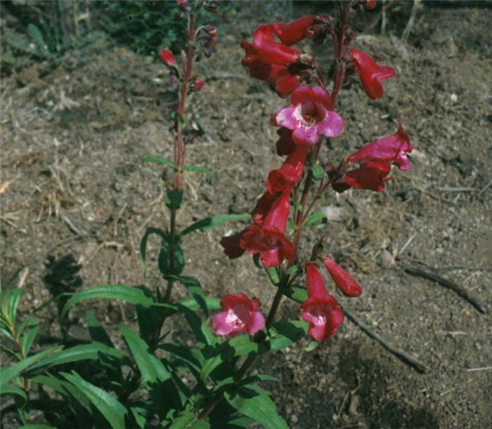 Plant photo of: Penstemon 'Firebird'