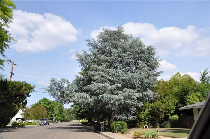 Plant photo of: Cedrus atlantica 'Glauca'