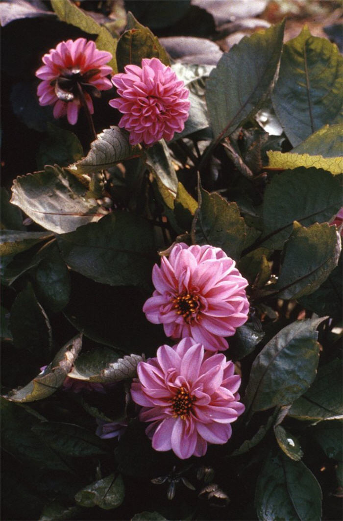 Plant photo of: Dahlia hybrids