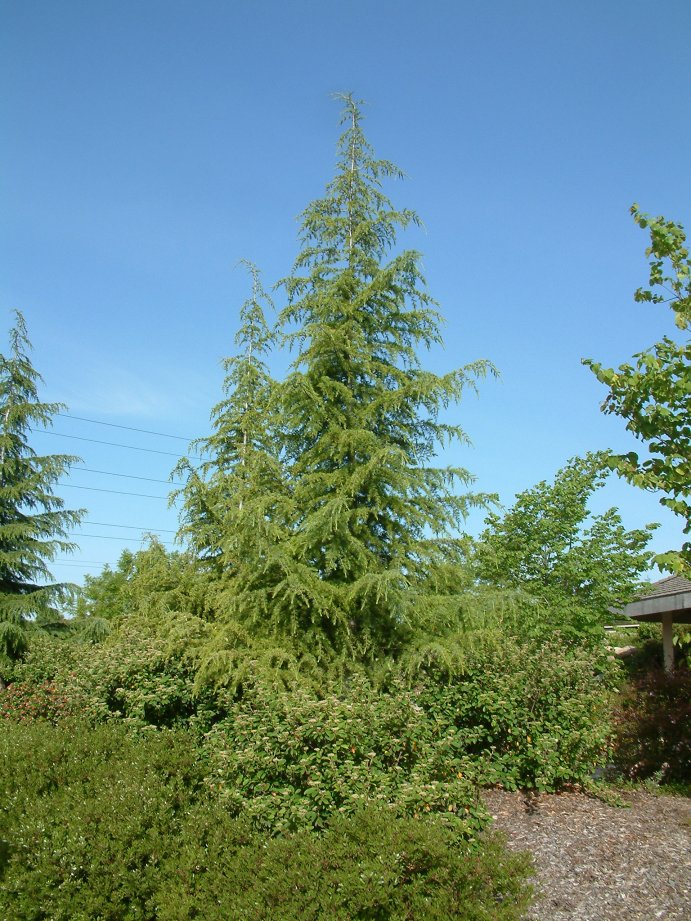 Plant photo of: Cedrus deodara