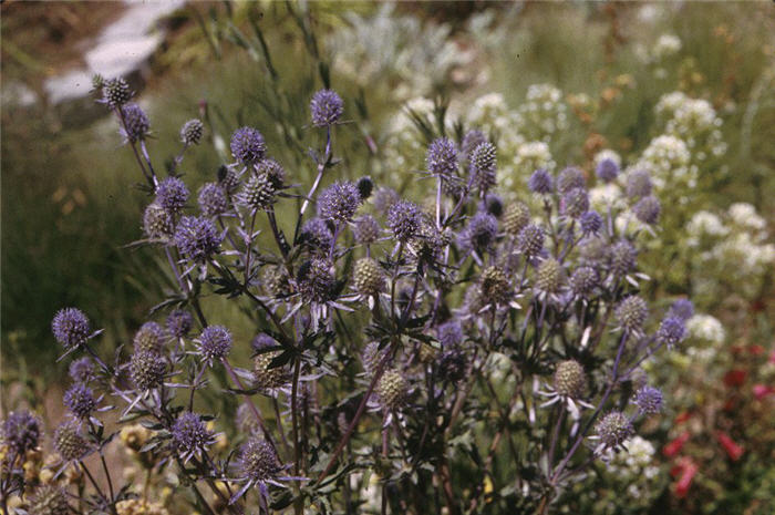 Plant photo of: Eryngium planum