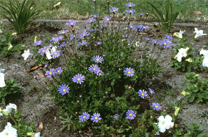 Blue Marguerite